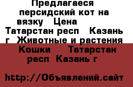 Предлагаеся  персидский кот на вязку › Цена ­ 2 000 - Татарстан респ., Казань г. Животные и растения » Кошки   . Татарстан респ.,Казань г.